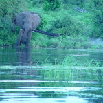 Elephant By Zambizi River
