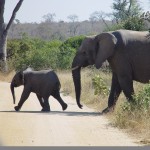 Elephants Crossing Road